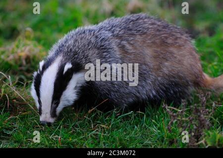 tasso adulto che foraging al crepuscolo. Dorset, Regno Unito Foto Stock