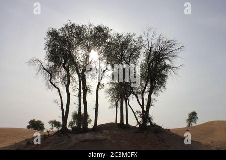 Alberi di Ghaf sempreverdi resistenti alla siccità (Prosopis cineraria) nelle dune di sabbia del deserto arabo. Sono gli unici alberi che possono sopravvivere nel deserto arido. Foto Stock