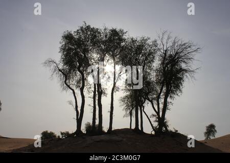 Alberi di Ghaf sempreverdi resistenti alla siccità (Prosopis cineraria) nelle dune di sabbia del deserto arabo. Sono gli unici alberi che possono sopravvivere nel deserto arido. Foto Stock