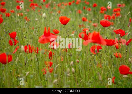 Red poppy flowers in a meadow. (The flowers of the common poppy – also called field or corn poppy – Papaver rhoeas.) Shot in 2016 in Slovakia. Foto Stock