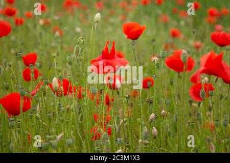 Red poppy flowers in a meadow. (The flowers of the common poppy – also called field or corn poppy – Papaver rhoeas.) Shot in 2016 in Slovakia. Foto Stock