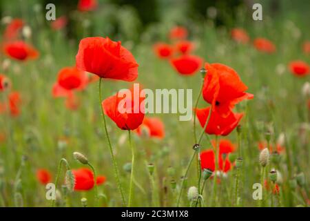 Red poppy flowers in a meadow. (The flowers of the common poppy – also called field or corn poppy – Papaver rhoeas.) Shot in 2016 in Slovakia. Foto Stock