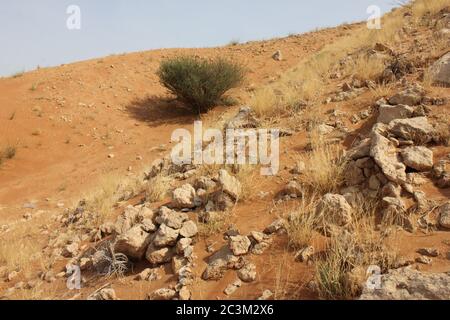 Fossil Rock è un'iconica formazione rocciosa che porta fossili marini nelle aride dune di sabbia del deserto a Sharjah, Emirati Arabi Uniti. Foto Stock