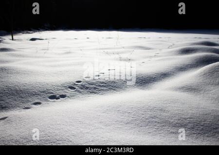 Tracce di animali rotonde sulla neve Foto Stock