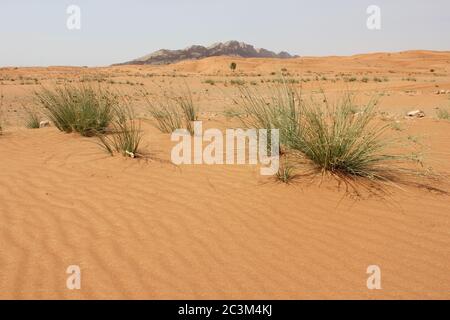 Ecosistema delle dune di sabbia del deserto arabo. L'azione del vento cambia costantemente le dimensioni, il colore e la consistenza delle bellissime dune di sabbia. Foto Stock