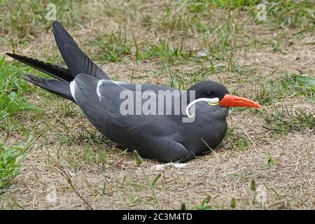 Inca Tern riposa sul terreno nel suo habitat Foto Stock