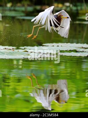 Fuzhou, la provincia cinese di Fujian. 21 Giugno 2020. Un airone vola su uno stagno al Chating Park a Fuzhou, capitale della provincia del Fujian del sud-est della Cina, 21 giugno 2020. Credit: Wei Peiquan/Xinhua/Alamy Live News Foto Stock