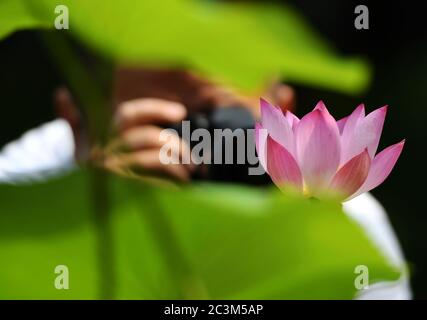 Fuzhou, la provincia cinese di Fujian. 21 Giugno 2020. Un uomo scatta foto di un fiore di loto al Chating Park a Fuzhou, capitale della provincia del Fujian, nel sud-est della Cina, il 21 giugno 2020. Credit: Wei Peiquan/Xinhua/Alamy Live News Foto Stock