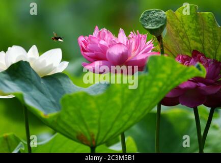 Fuzhou, la provincia cinese di Fujian. 21 Giugno 2020. Un'ape vola sui fiori di loto al Chating Park a Fuzhou, capitale della provincia di Fujian, nella Cina sudorientale, 21 giugno 2020. Credit: Wei Peiquan/Xinhua/Alamy Live News Foto Stock