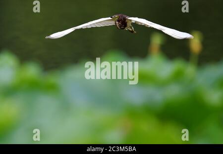 Fuzhou, la provincia cinese di Fujian. 21 Giugno 2020. Un airone vola su uno stagno al Chating Park a Fuzhou, capitale della provincia del Fujian del sud-est della Cina, 21 giugno 2020. Credit: Wei Peiquan/Xinhua/Alamy Live News Foto Stock