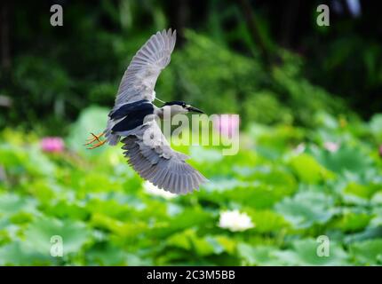 Fuzhou, la provincia cinese di Fujian. 21 Giugno 2020. Un airone vola su uno stagno al Chating Park a Fuzhou, capitale della provincia del Fujian del sud-est della Cina, 21 giugno 2020. Credit: Wei Peiquan/Xinhua/Alamy Live News Foto Stock