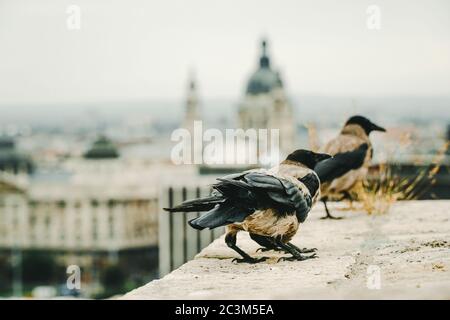 Primo piano di due corvi in piedi su un tetto dell'edificio Foto Stock