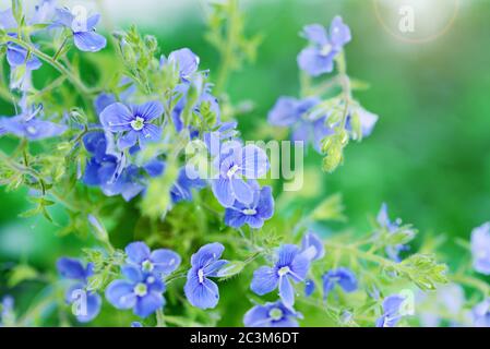 Bellissimi fiori blu vibranti di Germanico Speedwell (Veronica chamaedrys) su sfondo verde naturale con copy-space Foto Stock