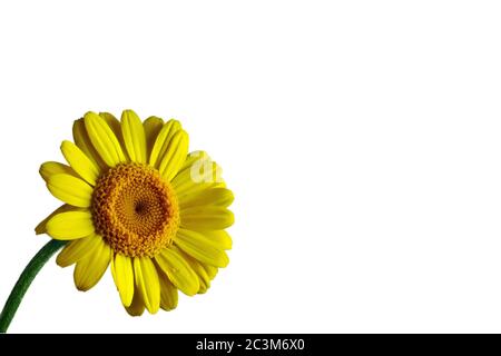 Gerbera gialla con sfondo bianco, sinistra, piccola. Foto Stock