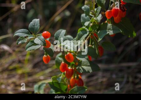 Bacche della rosa alla moda nel parco estivo. Foto Stock