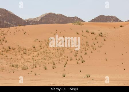 L'ecosistema delle dune di sabbia del deserto incontaminate. L'azione del vento modifica costantemente la dimensione, l'altezza, la forma, la struttura e il colore delle alte e aride dune. Foto Stock