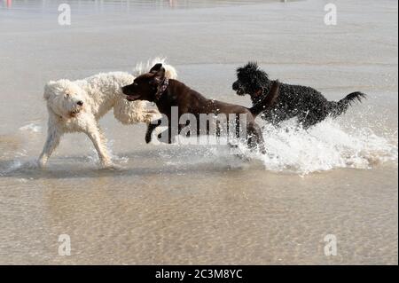 Un Labrador, Doodle d'oro e un cane di servizio australiano che gioca nel mare Foto Stock