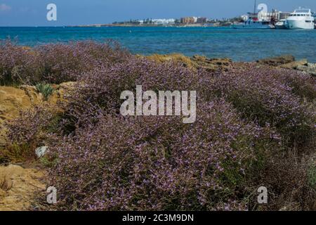 Erbe mediterranee in riva al mare. Protaras, Cipro. Foto Stock