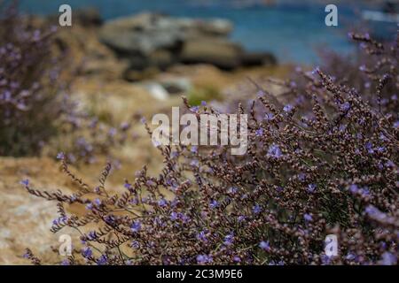 Erbe mediterranee in riva al mare. Protaras, Cipro. Foto Stock