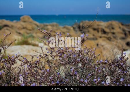 Erbe mediterranee in riva al mare. Protaras, Cipro. Foto Stock