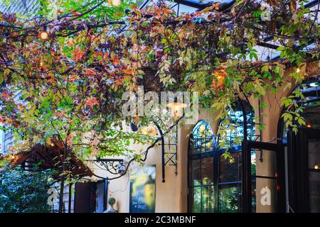 Accogliente caffè cittadino in un bellissimo giardino d'inverno con uve selvagge, foglie colorate in autunno Foto Stock