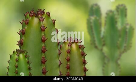 Cactus - cactus - composizione - gruppo di tre con cactus sullo sfondo Foto Stock