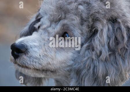 Silver Poodle - ritratto - guarda a destra - primo piano Foto Stock