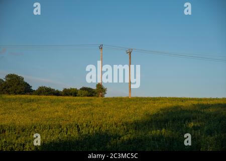Telegraph fili poli telefono attraverso un campo in Kent, Inghilterra Foto Stock