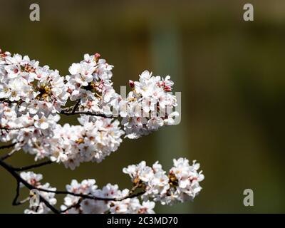 I gruppi di fiori di ciliegio giapponesi, o sakura, fioriscono su un piccolo stagno in un parco vicino a Yokohama, Giappone. Foto Stock