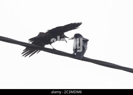 Young Rook (corvus frugilegus) su telegrafo filo pestering per il cibo da genitore - UK Foto Stock