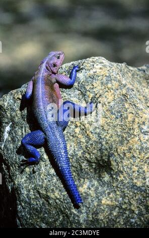 Maschio Mwanza piatto-testa roccia agama arroccato su una roccia nel Parco Nazionale Serengeti, Tanzania. Foto Stock