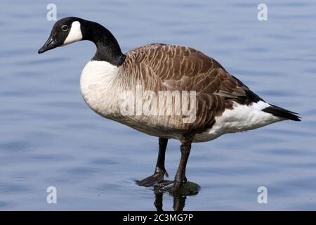 Canada Goose (Branta canadensis) Foto Stock