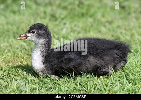 Piede eurasiatico (Fulica atra) - novellame Foto Stock