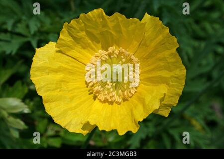 Papavero gallese papaver cambricum, SYN. Meconopsis cambica Foto Stock