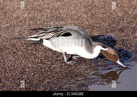 Pintail settentrionale (Anas acuta) - maschio Foto Stock