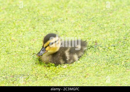Mallard (anas platyrhynchos) anatroccolo su un canale coperto di alghe verdi Foto Stock