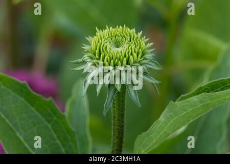 primo piano di un fiore di coneflower in crescita nel giardino di giglio Foto Stock