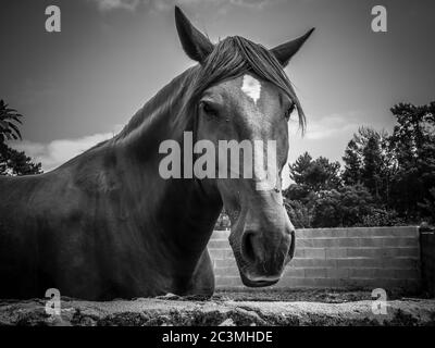 Colpo di primo piano in scala di grigi di un cavallo in terreni agricoli recintati Foto Stock