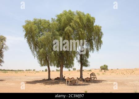 Alberi di faffa sempreverdi resistenti alla siccità (Prosopis cineraria) nelle dune di sabbia del deserto a Sharjah, Emirati Arabi Uniti. Questi alberi sopravvivono nel deserto. Foto Stock