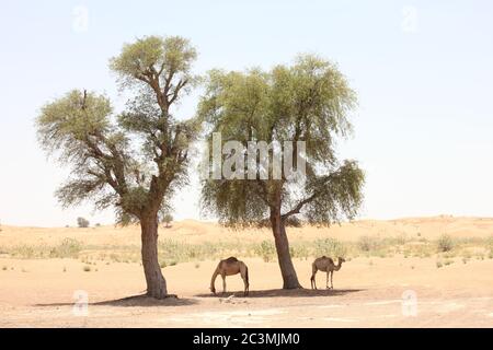 Alberi di faffa sempreverdi resistenti alla siccità (Prosopis cineraria) nelle dune di sabbia del deserto a Sharjah, Emirati Arabi Uniti. Questi alberi sopravvivono nel deserto. Foto Stock