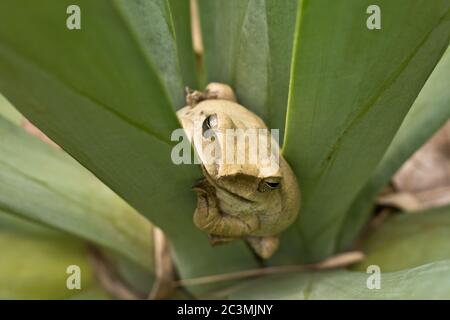 Rana comune (Polypedate leucomystax) seduta in uno stabilimento a Siem Reap, Cambogia, Asia Foto Stock