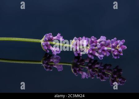 Primo piano di fiori di lavanda con immagine speculare su un piatto di vetro scuro Foto Stock