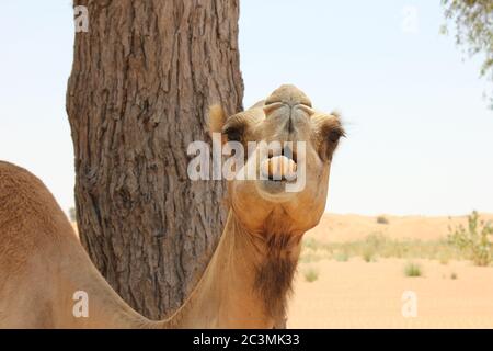 Cammello arabo adulto (tipo dromedario, con cuma singolo) in sabbia calda e arida del deserto. Foto Stock