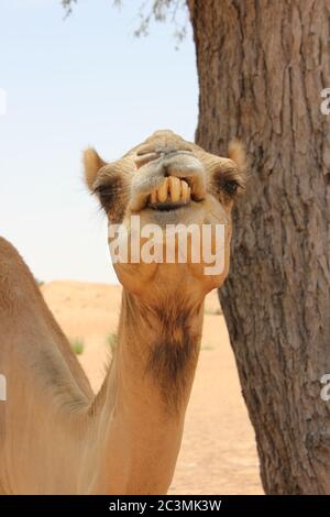 Cammello arabo adulto (tipo dromedario, con cuma singolo) in sabbia calda e arida del deserto. Foto Stock