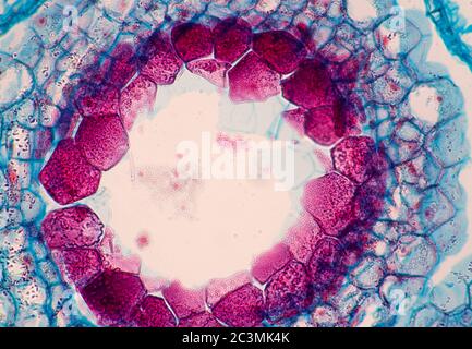 Pastori Purse, Campsella, embrioni, vista al microscopio Foto Stock