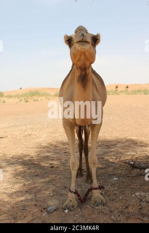 Cammello arabo adulto (tipo dromedario, con cuma singolo) in sabbia calda e arida del deserto. Foto Stock