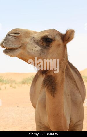 Cammello arabo adulto (tipo dromedario, con cuma singolo) in sabbia calda e arida del deserto. Foto Stock