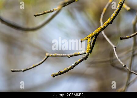 Grandi rami asciutti di vecchio albero. Foto Stock