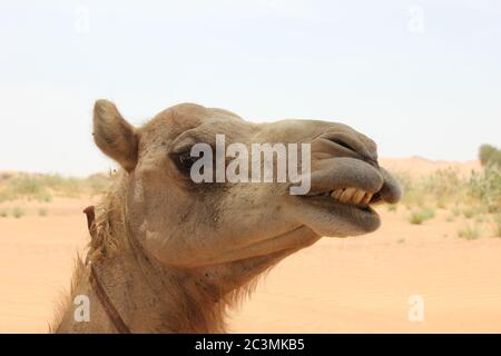 Cammello arabo adulto (tipo dromedario, con cuma singolo) in sabbia calda e arida del deserto. Foto Stock