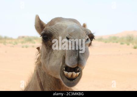 Cammello arabo adulto (tipo dromedario, con cuma singolo) in sabbia calda e arida del deserto. Foto Stock